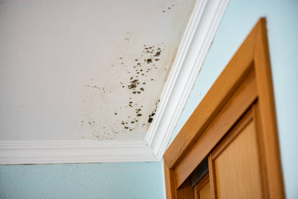 Best Toxic Mold Removal  in Bemiss, GA