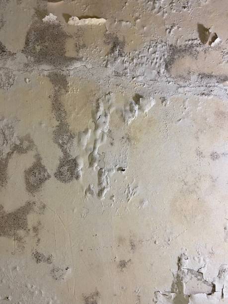 Best Local Mold Removal Service  in Bemiss, GA