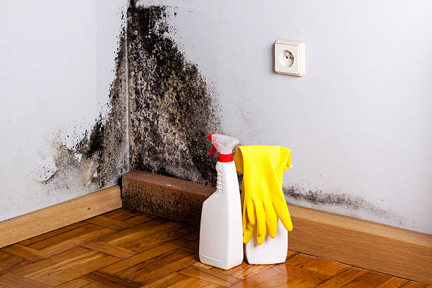 Best Mold Cleaning Services  in Bemiss, GA