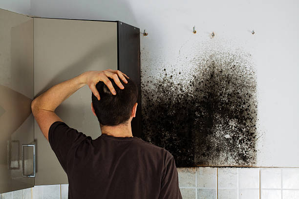 Best Commercial Mold Removal  in Bemiss, GA