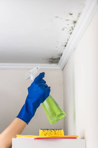 Certified Mold Removal in Bemiss, GA